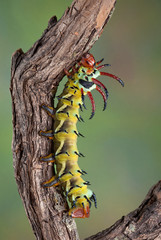 Canvas Print - Hickory horned devil on branch