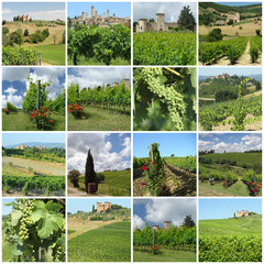 Wall Mural - green vineyards in tuscan countryside