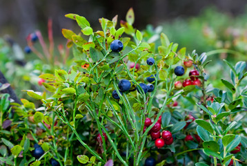 Wild berries  on a green vegetative background in wood