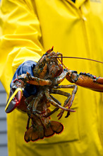 Fisherman And His Freshly Caught Maine Lobster