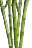 Fototapeta Dziecięca - Bamboo background