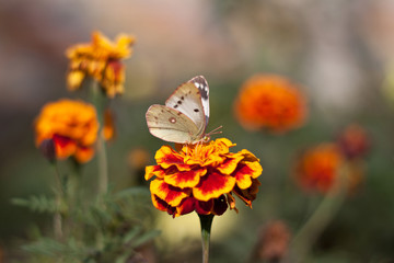 butterfly and flower