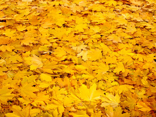 Wall Mural - background group autumn orange leaves.