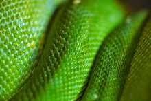 Green Snake Skin