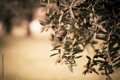 Obraz liście  oliwa