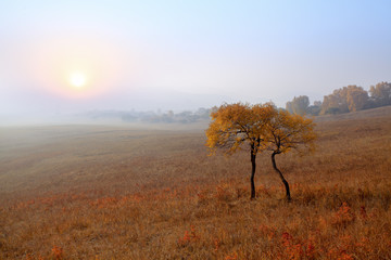 Wall Mural - trees and grassland in the morning