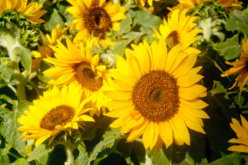  Fresh Blooming Sunflowers