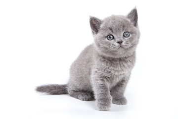  British kitten on white background