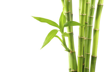  bambus