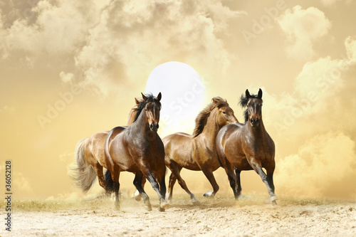 konie-biegna