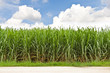 Sugarcane field and cloudy sky