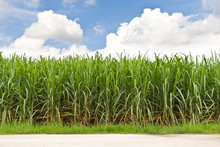 Sugarcane Field And Cloudy Sky