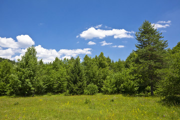 Poster - Landscape with pine forests in the  mountains  in summer