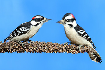 Fototapete - Downy Woodpeckers (Picoides pubescens)