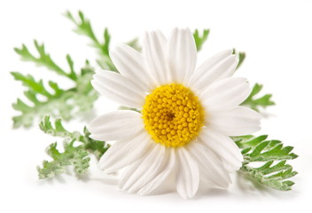 Macro shot of wild camomile over white.