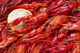 Fototapeta Miasto - Red crayfish