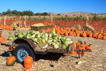 pumpkin for sale