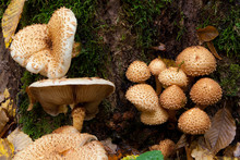 Bunch Of Autumnal Pholiota Fungi Closeup