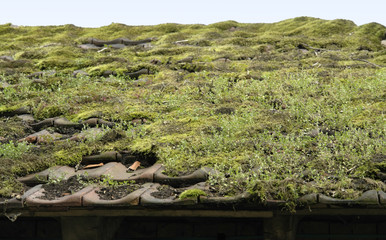 Canvas Print - overgrown roof