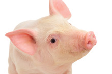 Portrait Of A Pig