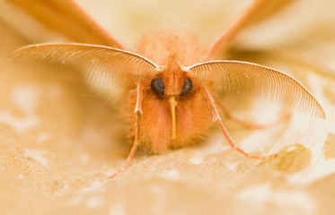 Poster - Moth