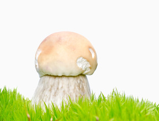 Canvas Print - mushroom