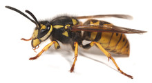 Wasp Or Yellowjacket
