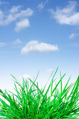  Green grass, the blue sky and white clouds.