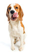 beagle on a white background.
