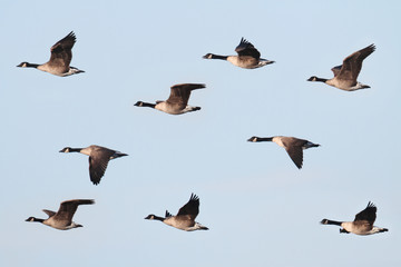 Aufkleber - Canada Goose (Branta canadensis) In Flight