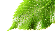 Image Of Green Leaf With Drops Of Water Over White Closeup