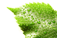 Image Of Green Leaf With Drops Of Water Over White Closeup