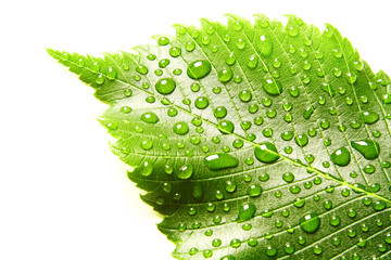 Image of green leaf with drops of water over white closeup