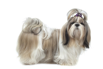 beautiful shih tzu on profile