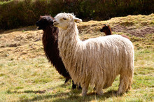 Pair Of Black And White Lamas With A Baby