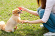 © taka - attractive asian woman with dog in the park