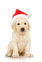 Retriever Puppy In A Santa Claus Hat