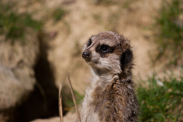 Meerkat