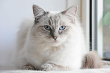Gorgeous Ragdoll Cat Free Stock Photo - Public Domain Pictures