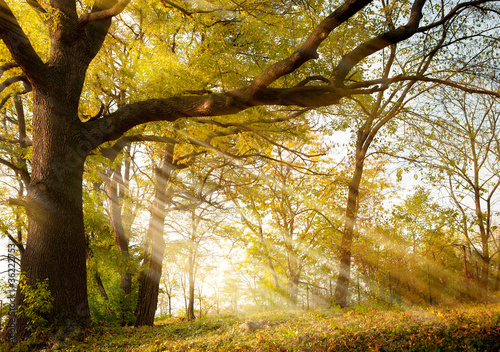 Fototapeta do kuchni old oak tree in autumn park