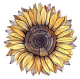 Fototapeta Paryż - sunflower (series C)