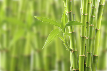  Piękny bambus