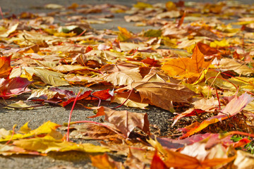 Fototapete - Herbstblätter auf der Straße