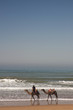 © MAURO - cammelli sulla spiaggia