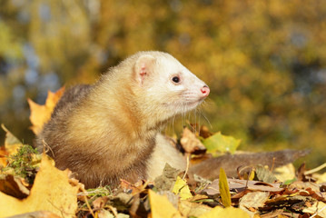 Canvas Print - Ferret play with yellow autumn leaves