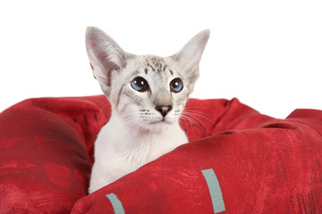 Sticker - Oriental Blue point siamese cat