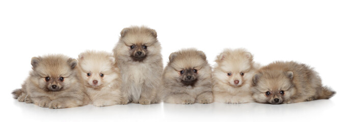 Wall Mural - Pomeranian Puppies group