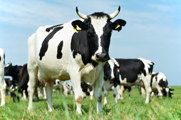 White black milch cow on green grass pasture