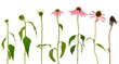 Evolution of Echinacea purpurea isolated on white background
