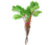 beet with leaf on white background